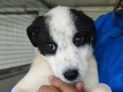 Adotta un cane, taglia media contenuta, femmina, Trapani