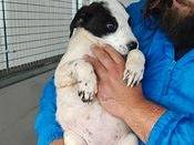 Vuoi adottare un cane a Trapani?