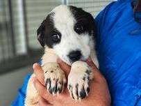 Adotta il cane Pollon a Trapani