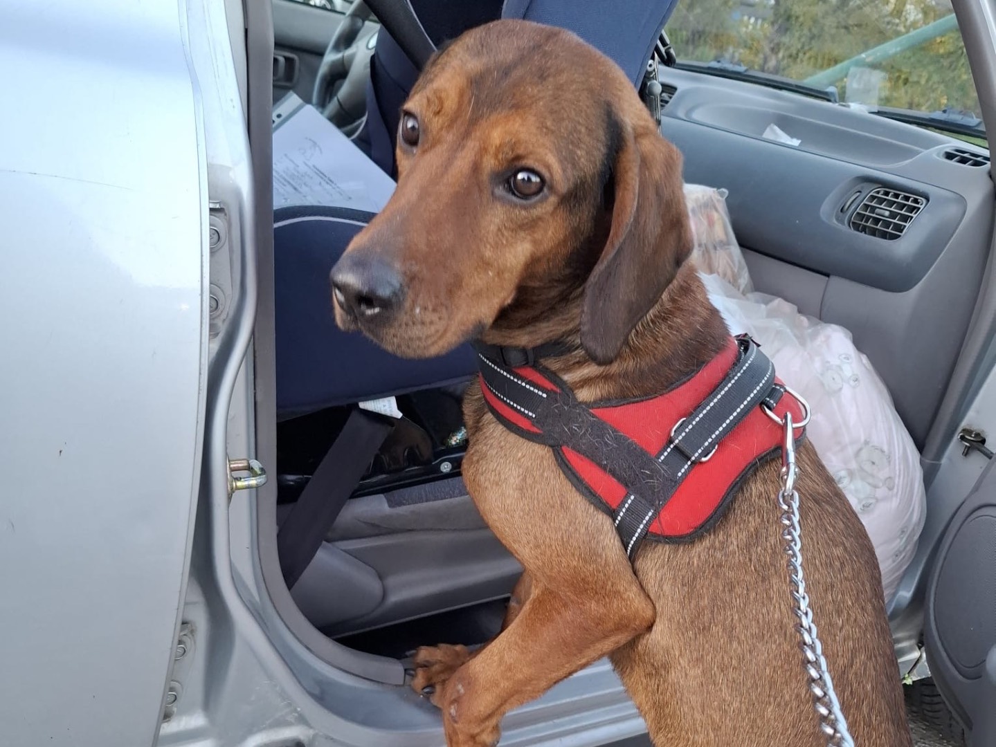 Adozione cane, maschio, Segugio Razza sconosciuta, 2 anni e 7 mesi, taglia media, Savona