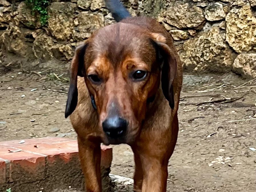 Adotta un cane, maschio, 2 anni e 7 mesi, Savona