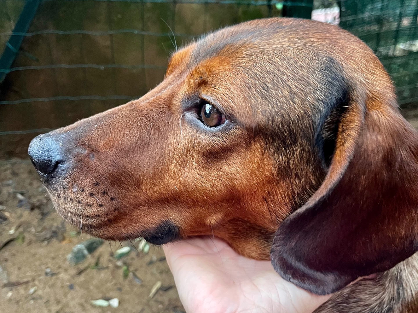 Adotta un cane, taglia media, maschio, Savona
