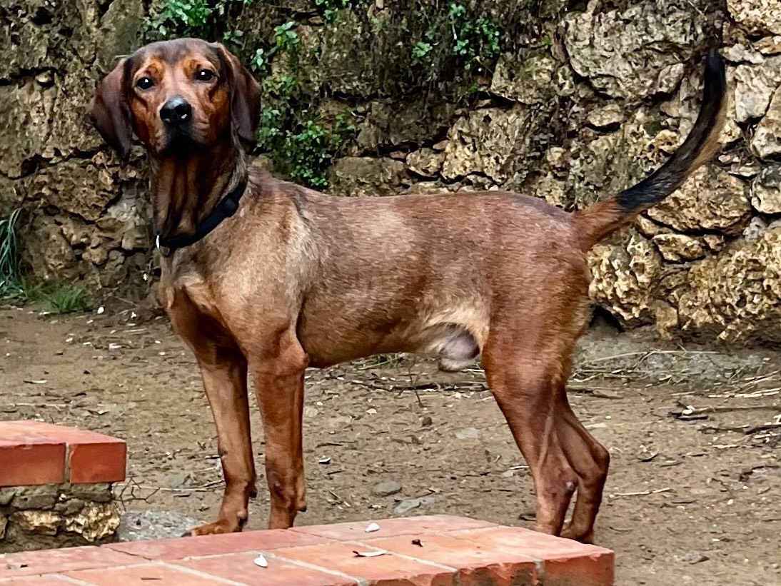 Vuoi adottare un cane a Savona?