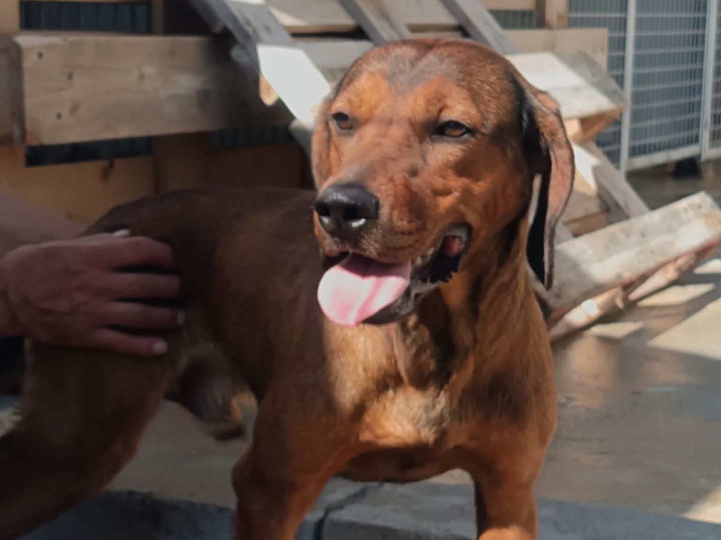 Adotta il cane Nemo a Savona