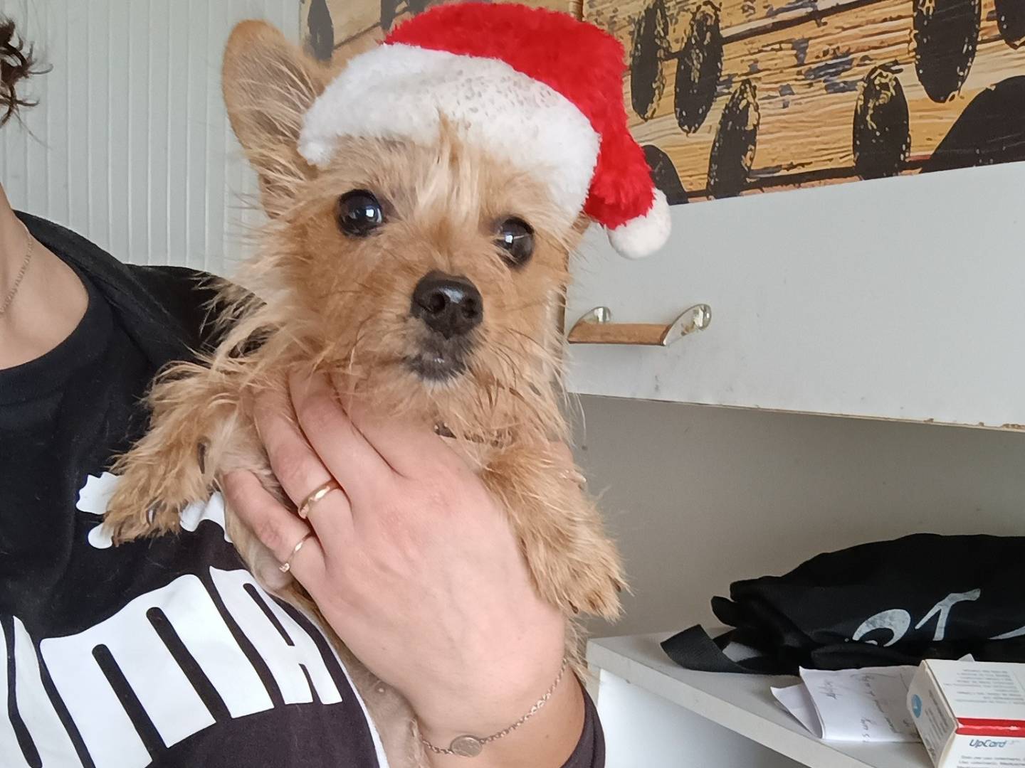 Adotta un cane, taglia piccola, femmina, Caserta