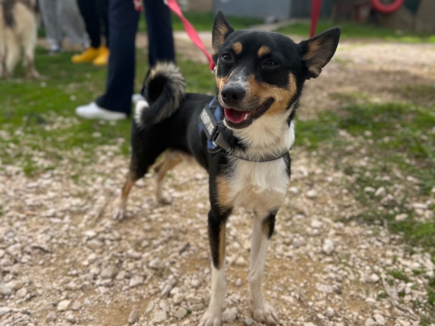 Adozione cane, maschio, Razza sconosciuta Razza sconosciuta, 3 anni, taglia piccola, Foggia