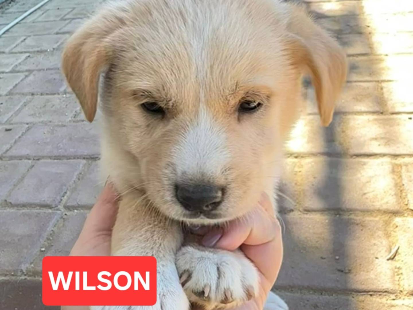 Adozione cane, maschio, Razza sconosciuta Razza sconosciuta, 2 settimane, taglia media, Crotone