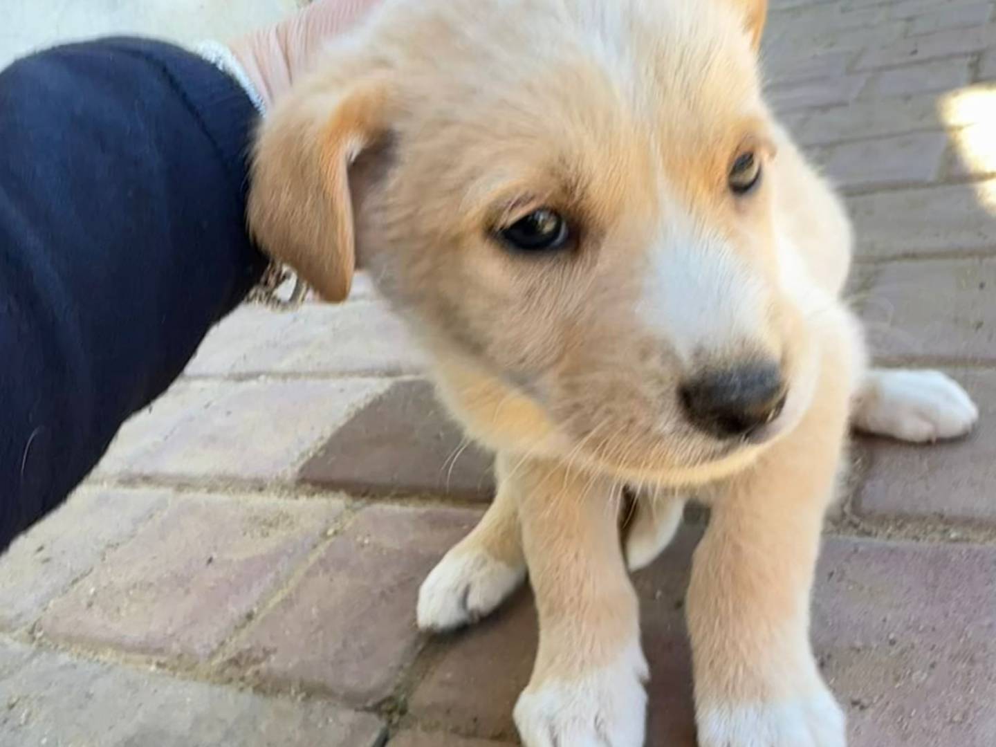 Adotta un cane, maschio, 2 settimane, Crotone