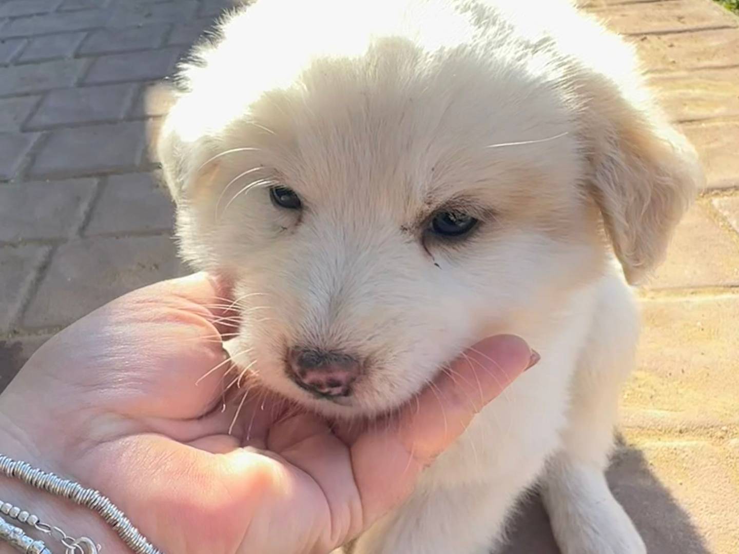 Adotta un cane, maschio, 2 settimane, Crotone