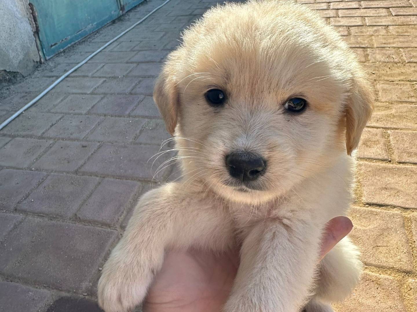 Adotta un cane, femmina, 1 mesi, Crotone