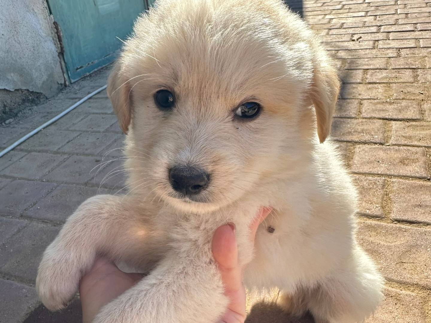 Adotta un cane, taglia media, femmina, Crotone