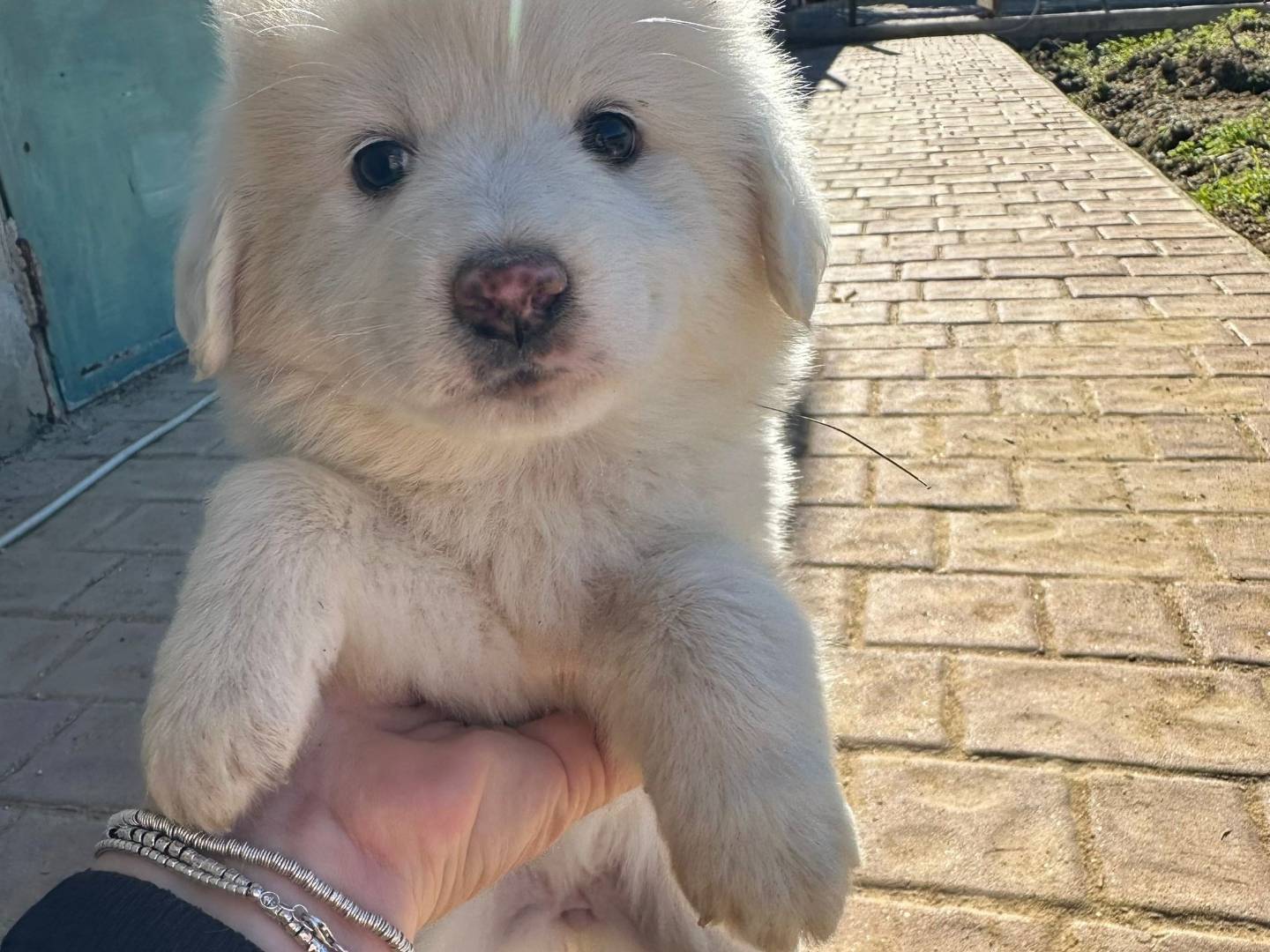 Adotta un cane, femmina, 1 mesi, Crotone