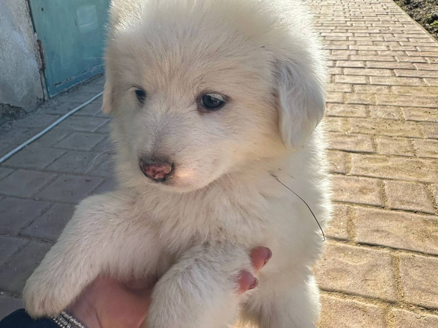 Vuoi adottare un cane a Crotone?