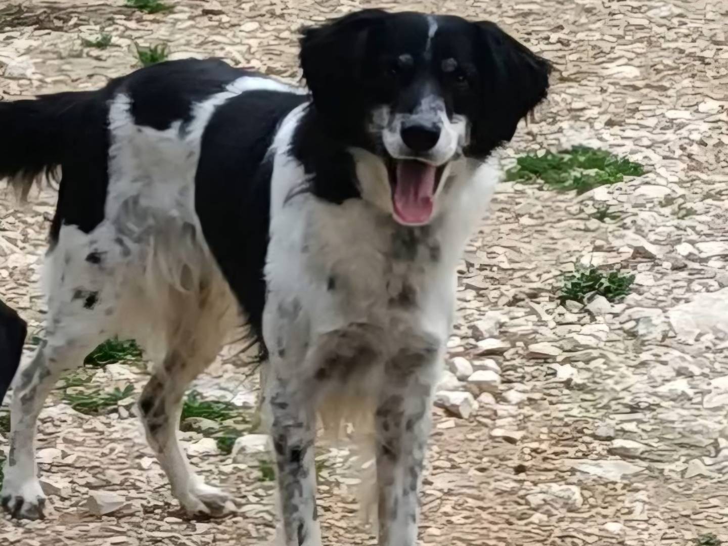 Adozione cane, maschio, Breton Razza sconosciuta, 10 anni e 9 mesi, taglia media, Terni