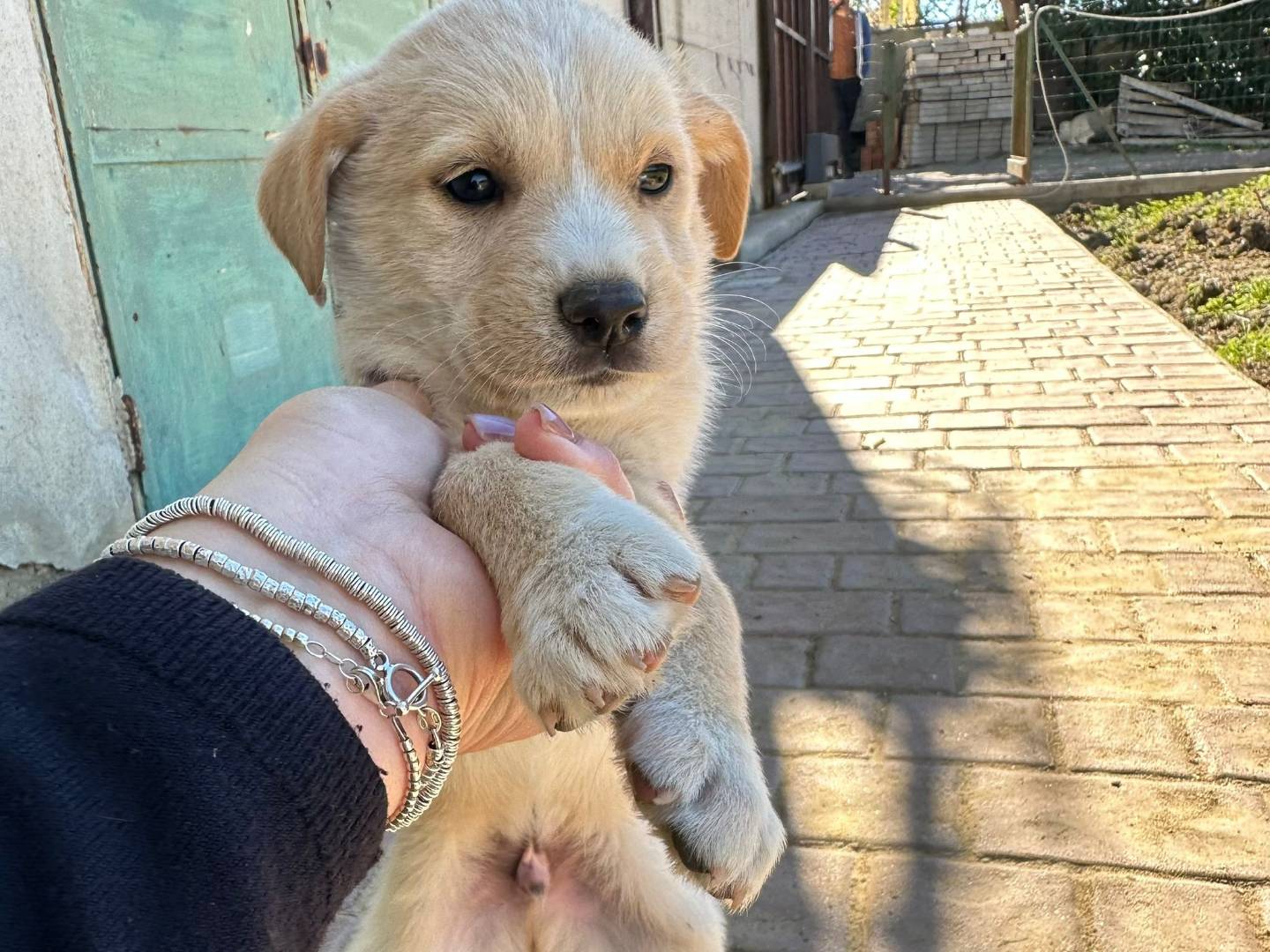Adotta un cane, taglia media, maschio, Crotone