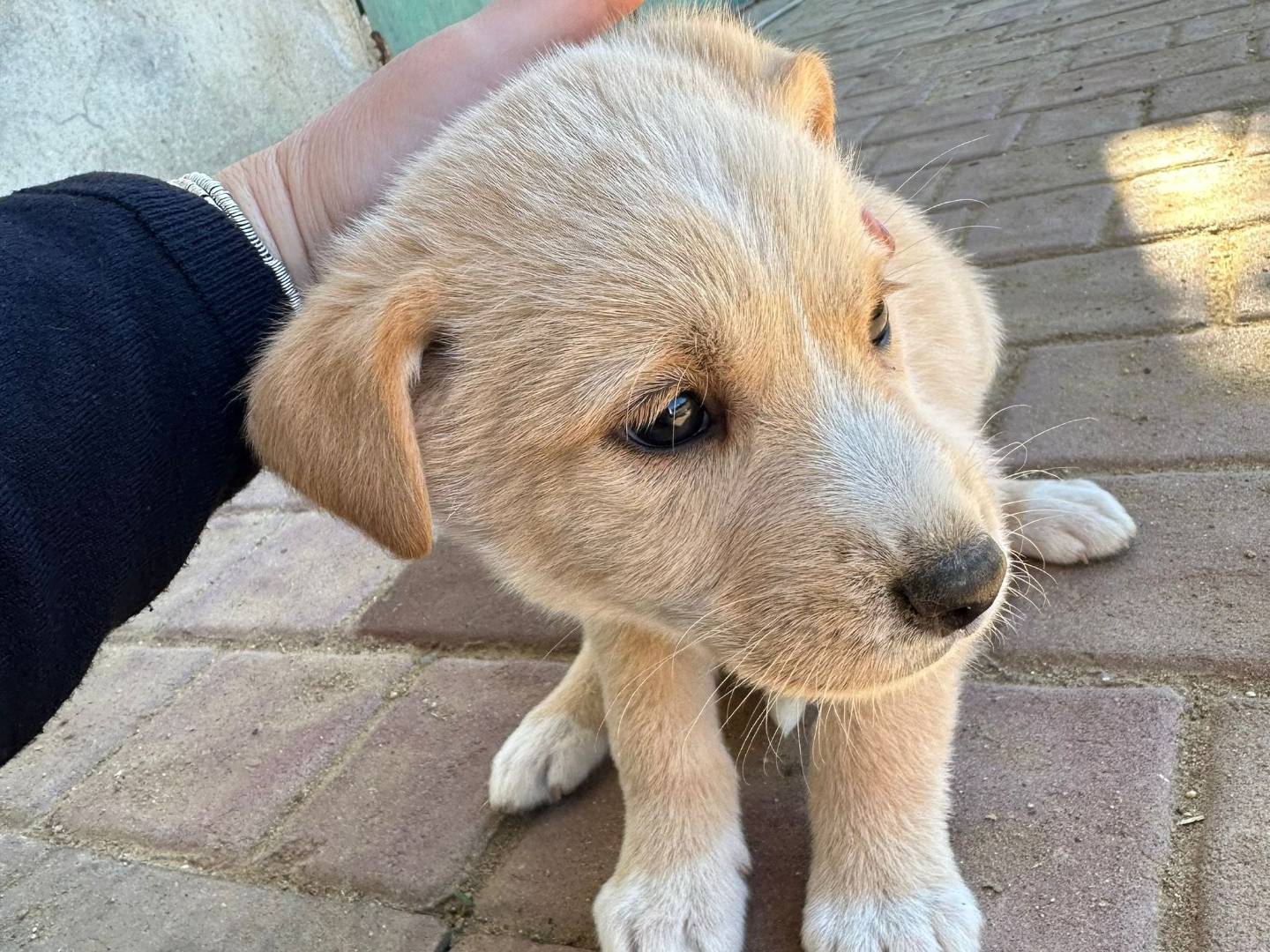 Vuoi adottare un cane a Crotone?