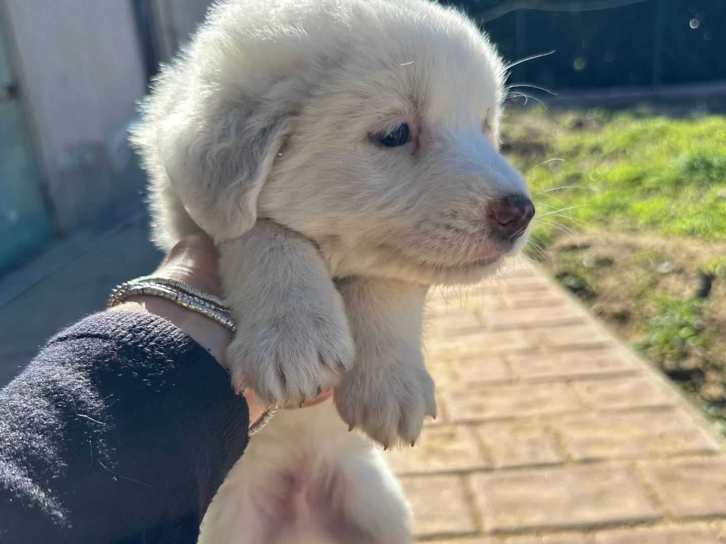 Vuoi adottare un cane a Crotone?