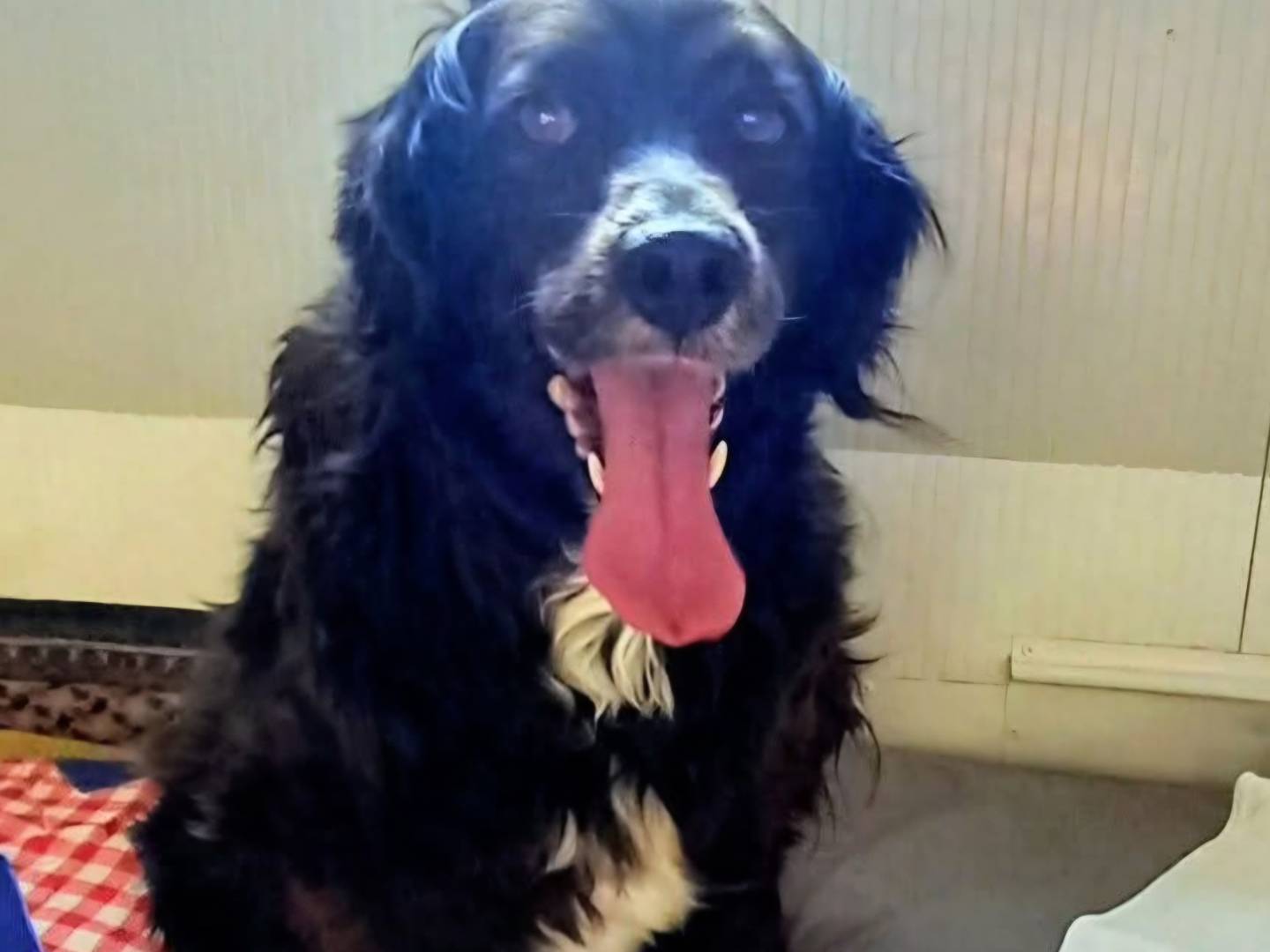 Adotta un cane, taglia media, maschio, Terni