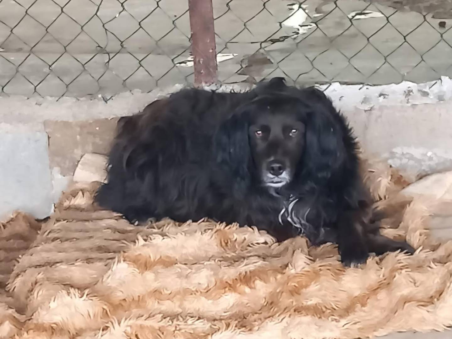 Adotta un cane, maschio, 11 anni e 4 mesi, Terni