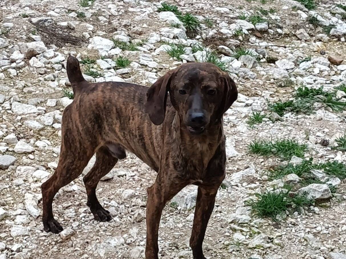 Adozione cane, maschio, Segugio Razza sconosciuta, 2 anni, taglia media contenuta, Terni