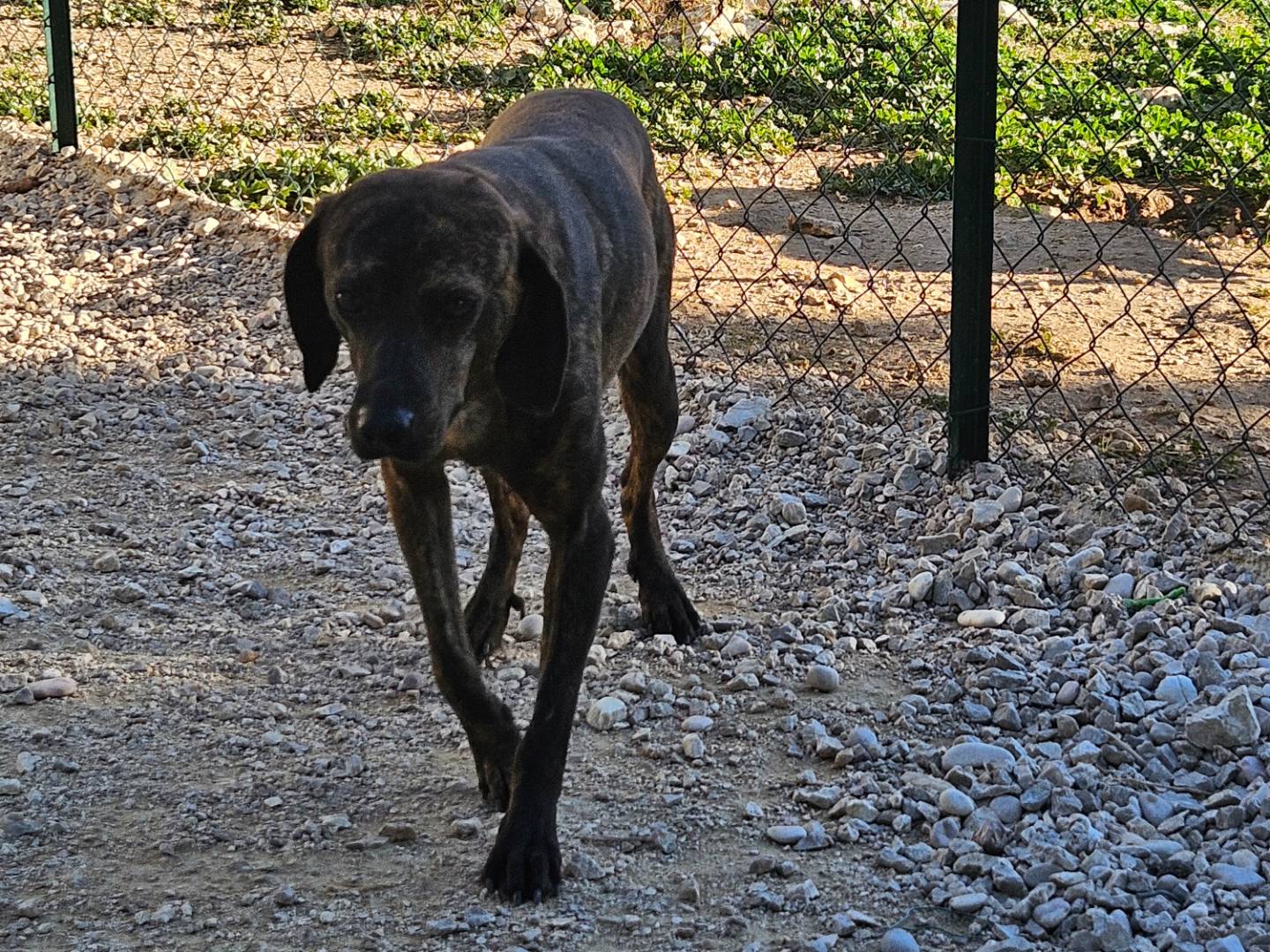 Adotta un cane, taglia media contenuta, maschio, Terni
