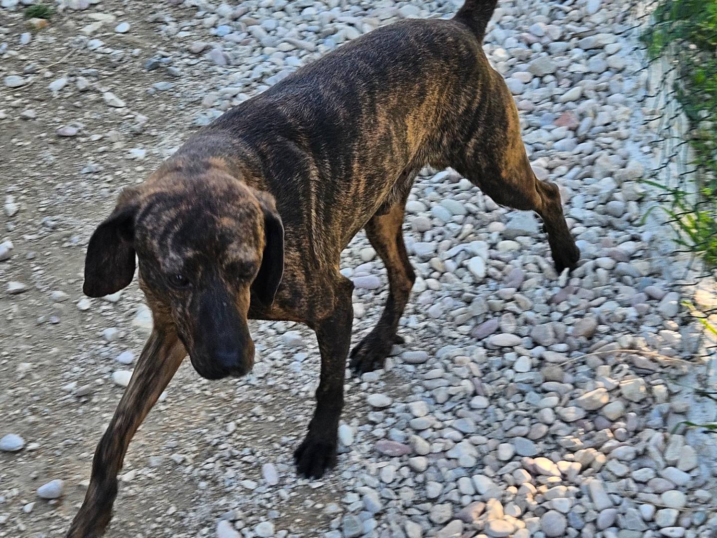 Adotta il cane Brandy a Terni