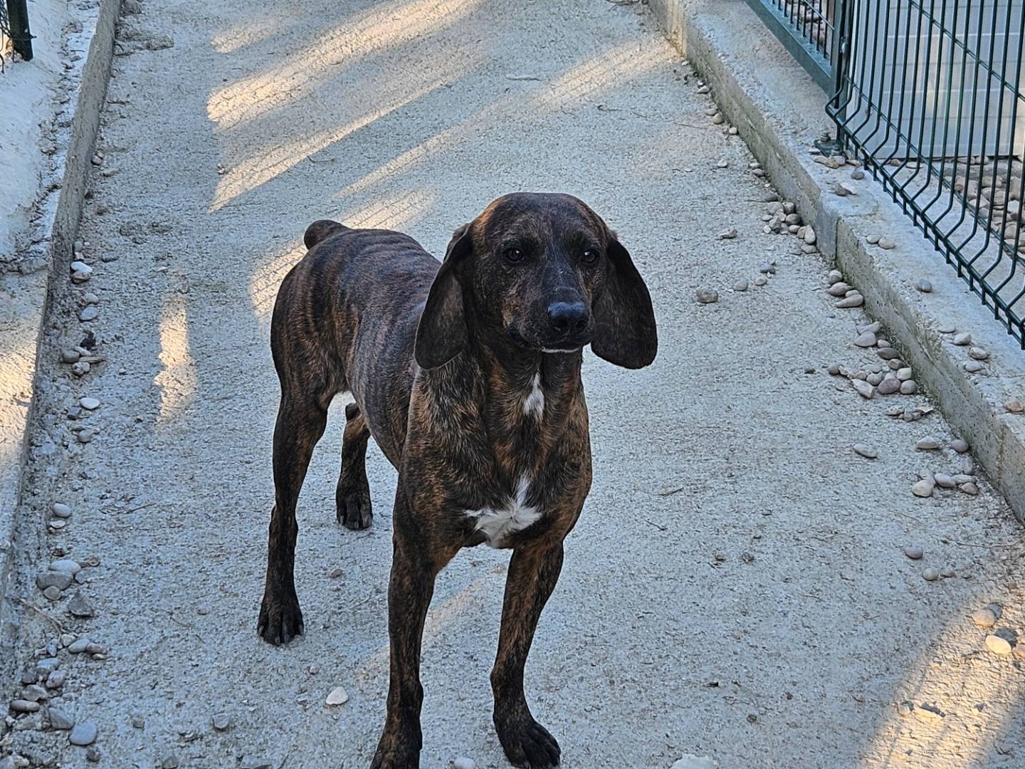 Adozione cane, maschio, Segugio Razza sconosciuta, 2 anni, taglia media contenuta, Terni