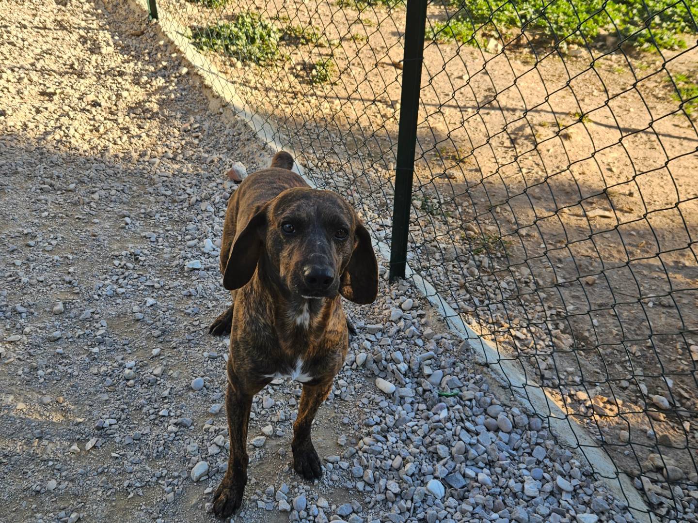 Adotta un cane, taglia media contenuta, maschio, Terni