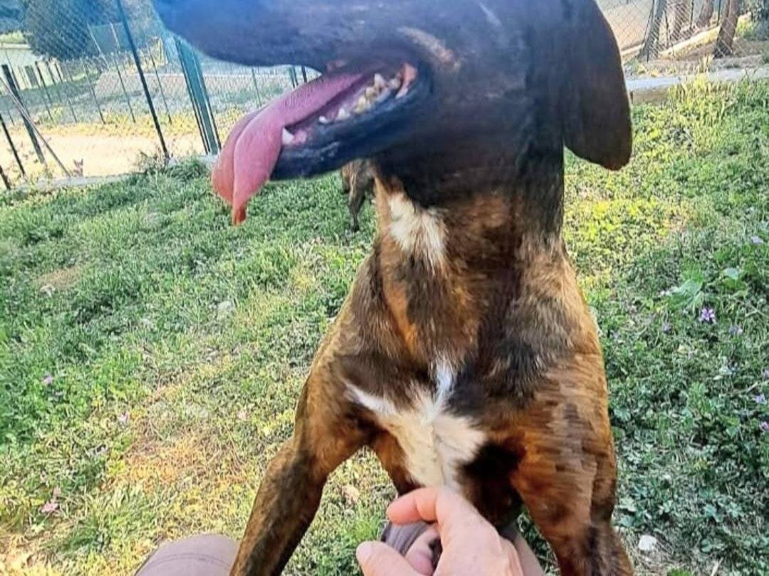 Adotta un cane, maschio, 2 anni, Terni