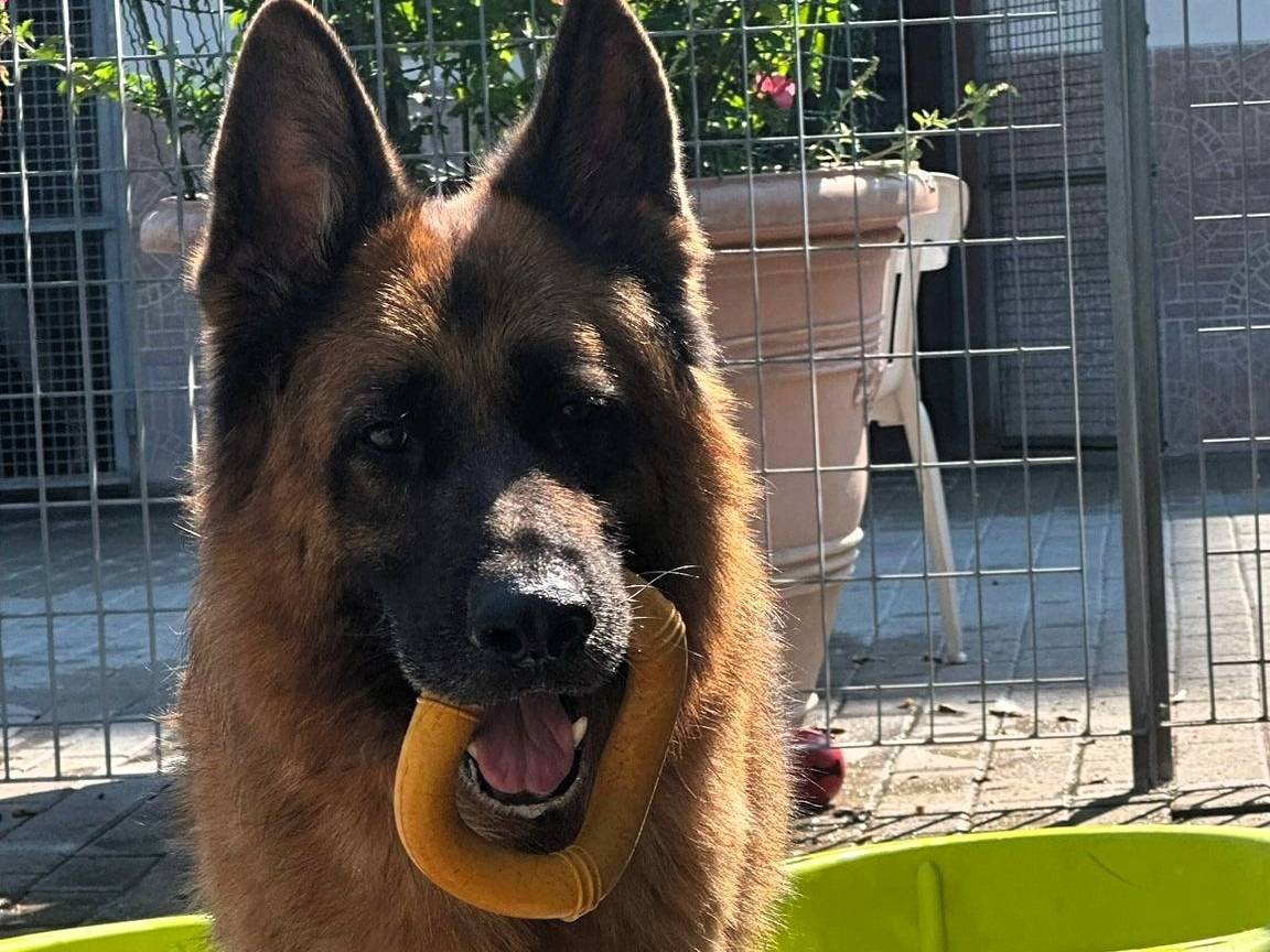 Adotta un cane, maschio, 8 anni e 9 mesi, Milano