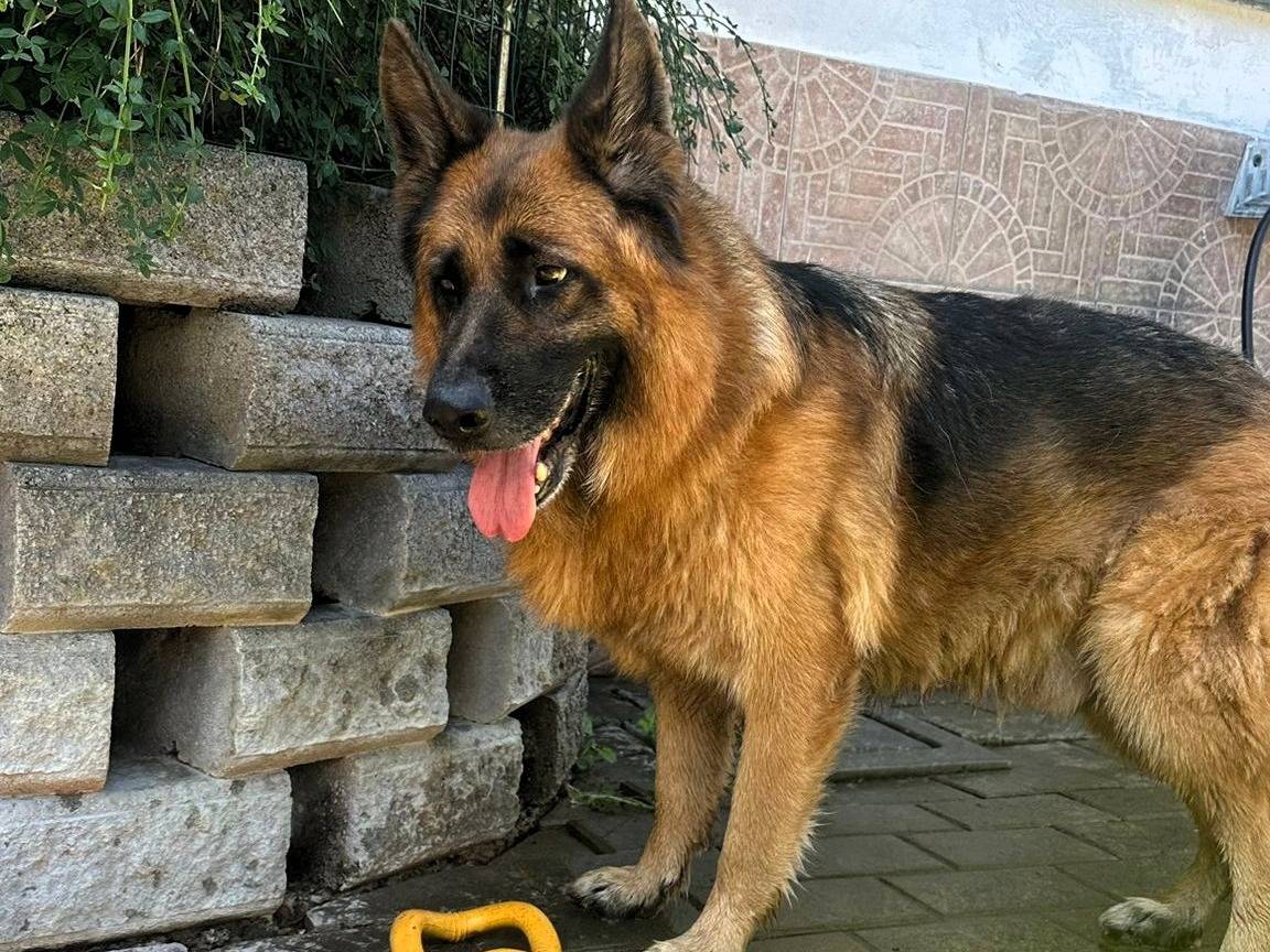 Adotta un cane, taglia media, maschio, Milano