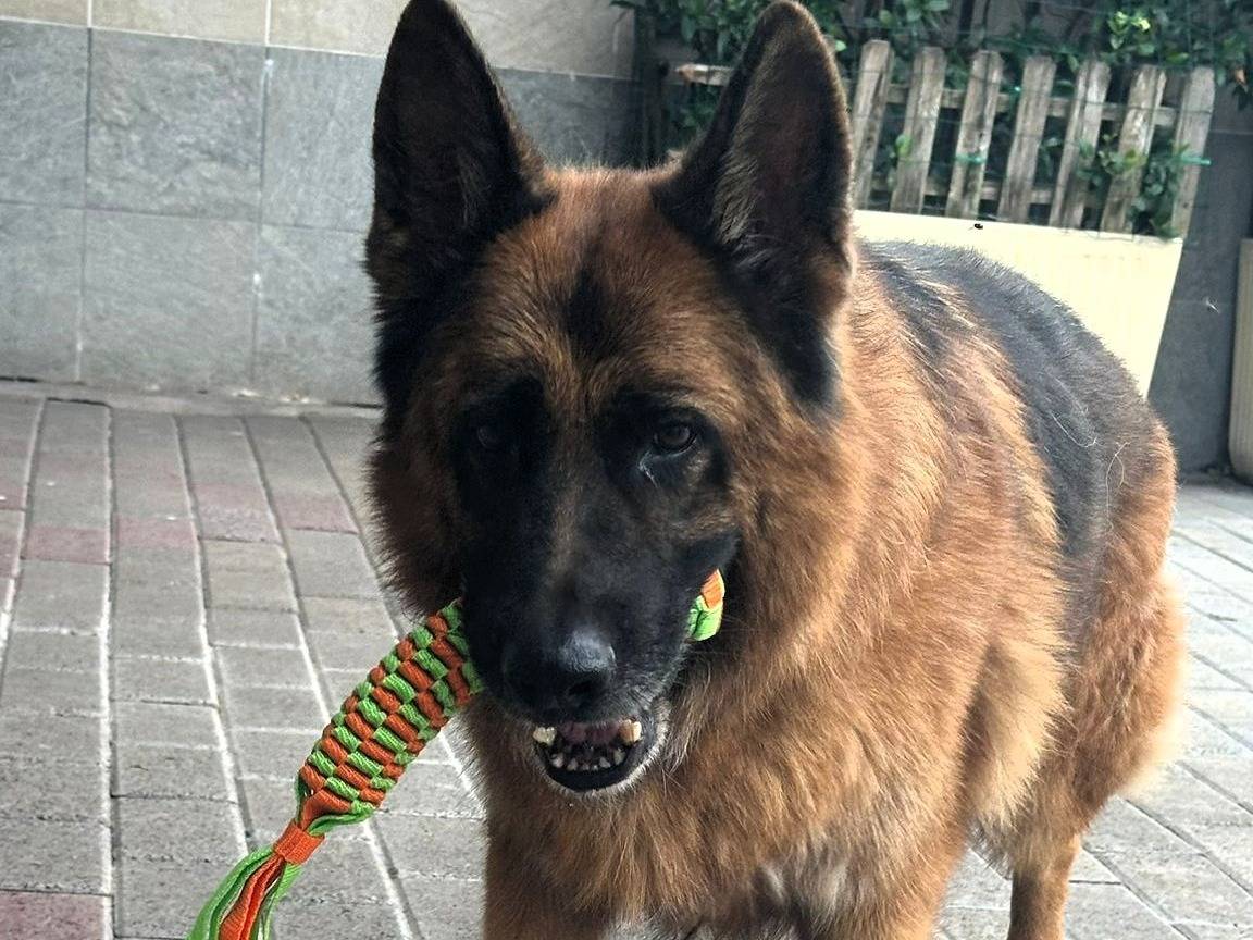 Adotta il cane IBRA a Milano