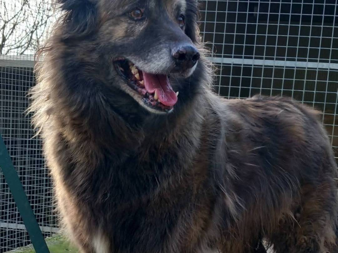 Adotta un cane, taglia grande, maschio, Terni