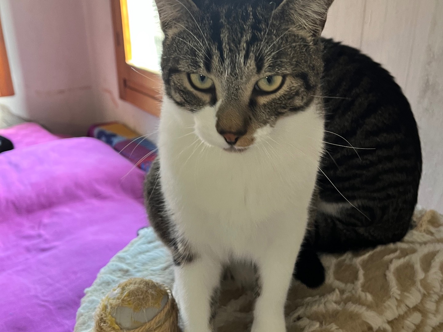 Adozione gatto, maschio, Razza sconosciuta Razza sconosciuta, 1 anno e 2 mesi, taglia non valida, Padova