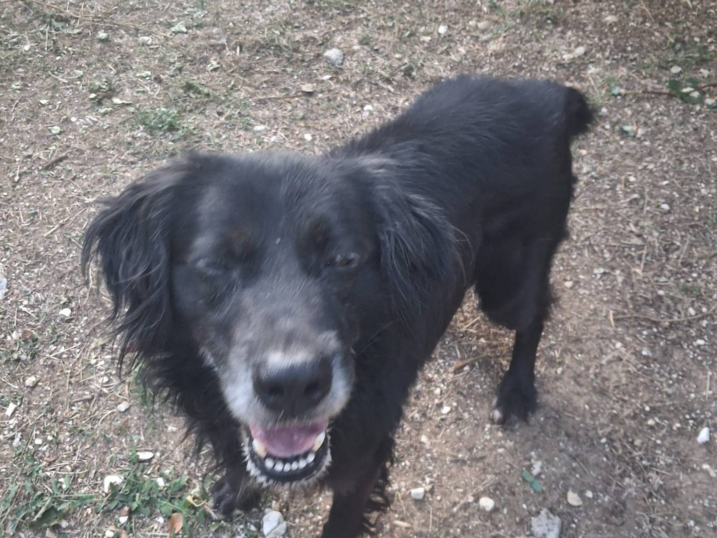 Adotta un cane, maschio, 10 anni e 7 mesi, Terni