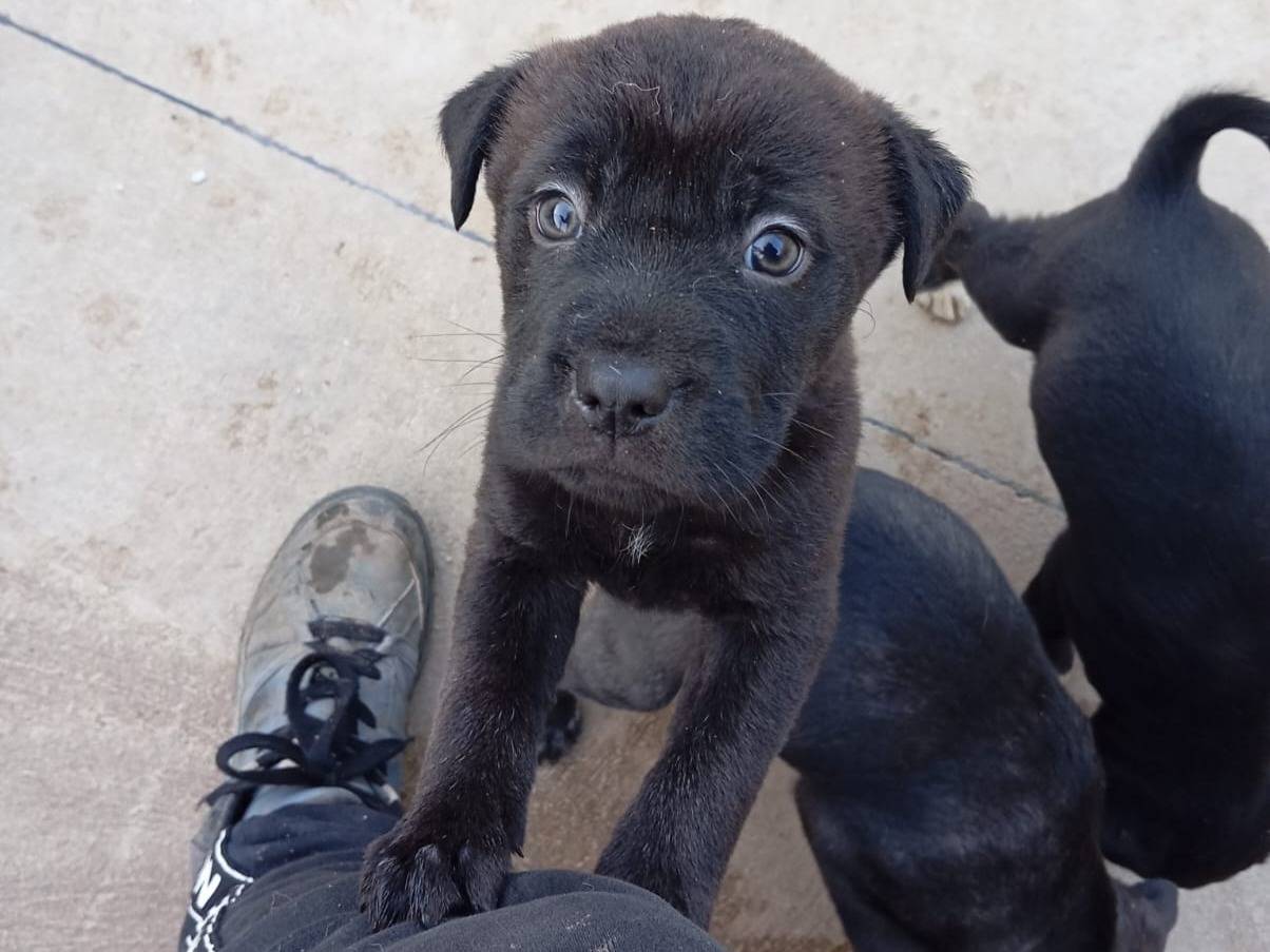 Adozione cane, maschio, Corso Pitbull, 1 mesi, taglia media, Caserta