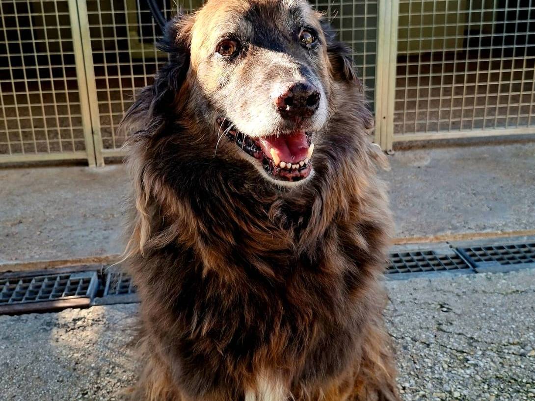Adozione cane, maschio, Pastore australiano Razza sconosciuta, 6 anni e 8 mesi, taglia grande, Terni