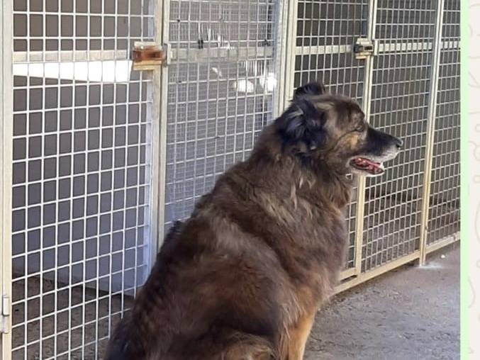 Adotta un cane, maschio, 6 anni e 8 mesi, Terni