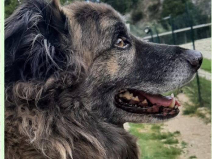 Vuoi adottare un cane a Terni?