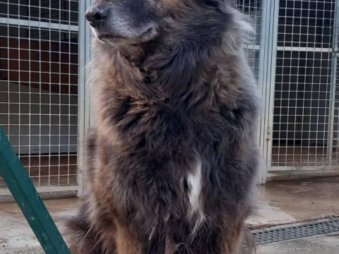 Adotta il cane Rocky a Terni