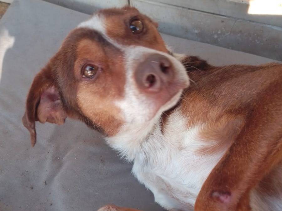 Adozione cane, maschio, Razza sconosciuta Razza sconosciuta, 2 anni e 8 mesi, taglia media, Avellino