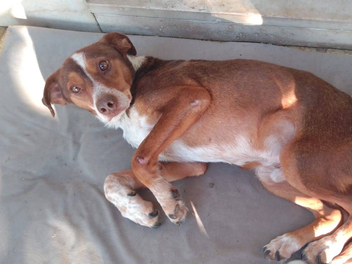 Adotta un cane, maschio, 2 anni e 8 mesi, Avellino