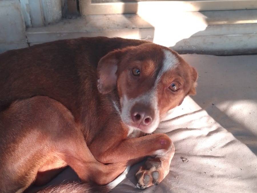 Adotta un cane, taglia media, maschio, Avellino