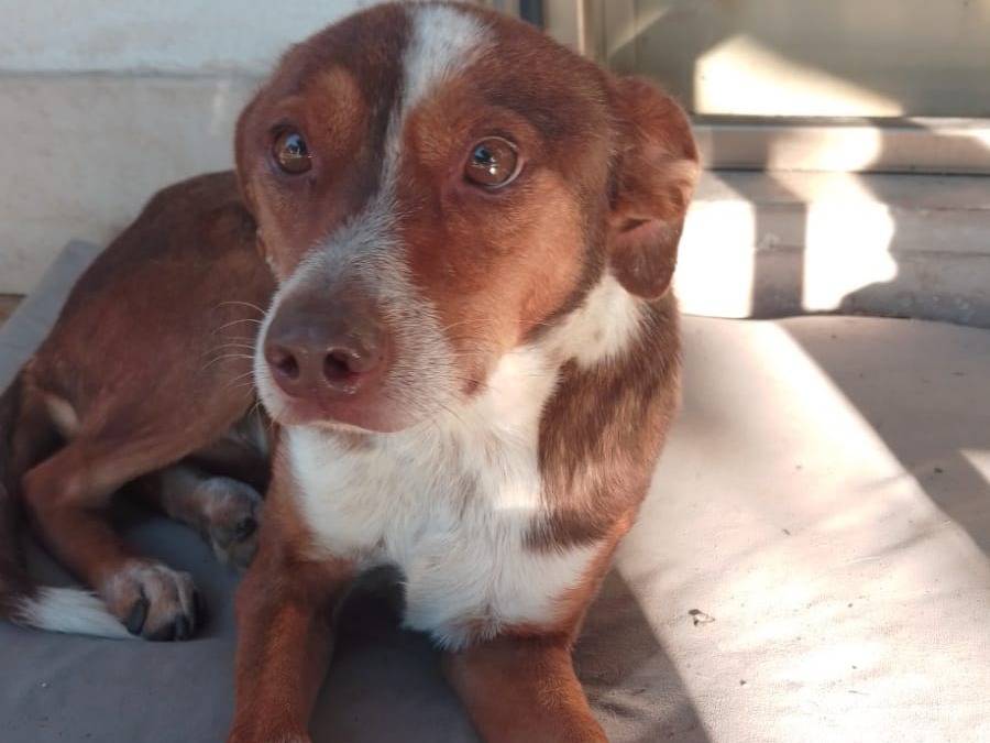 Vuoi adottare un cane a Avellino?