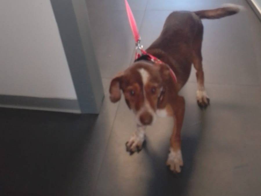 Adotta il cane PAUL a Avellino