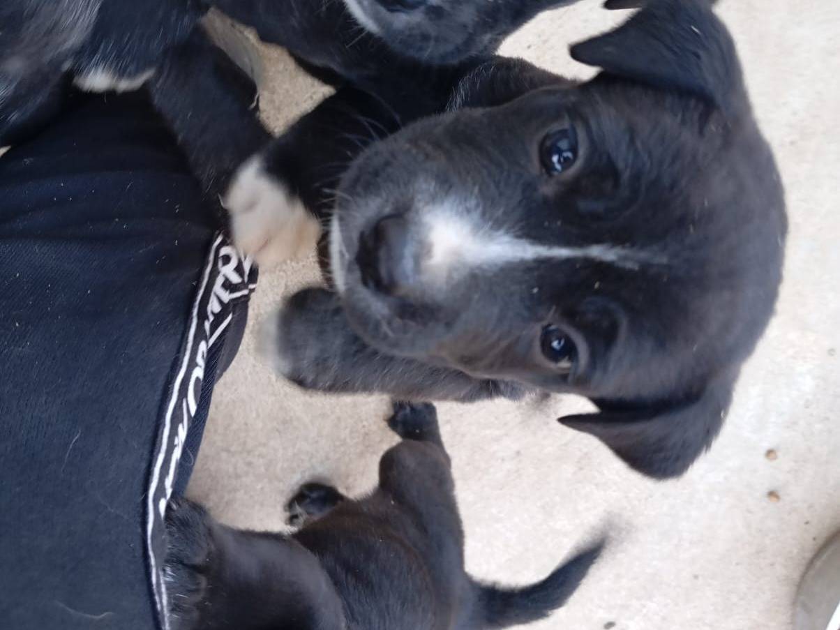 Adozione cane, femmina, Corso Pitbull, 1 mesi, taglia media, Caserta