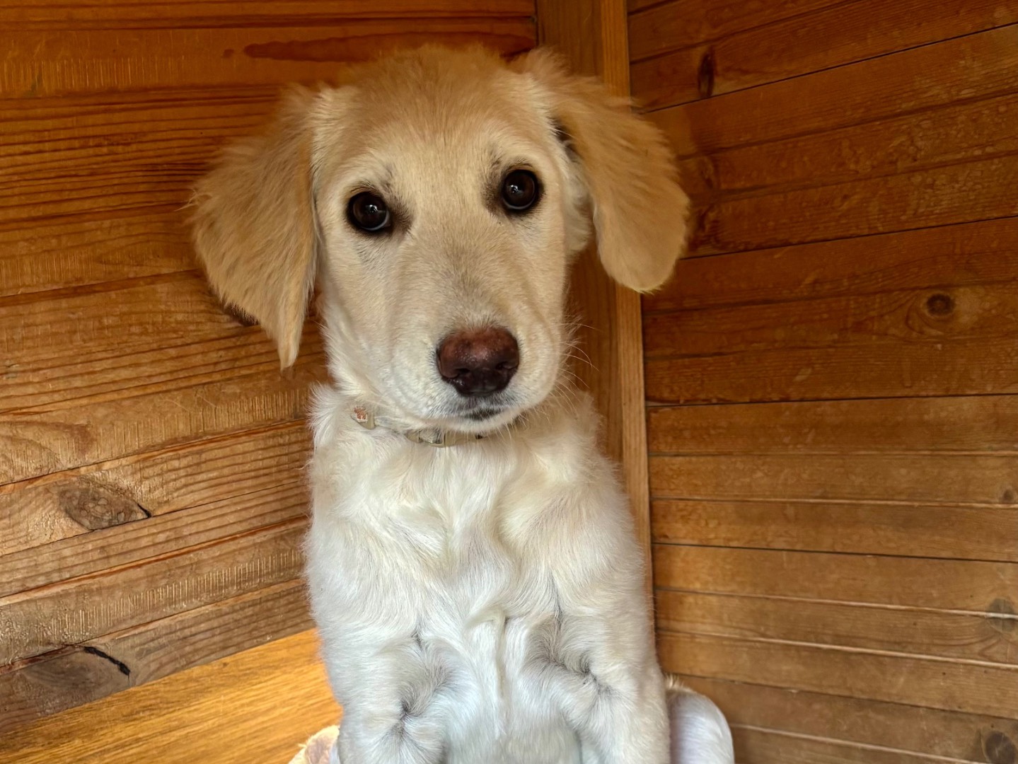 Adozione cane, maschio, Labrador Retriever Golden Retriever, 3 mesi, taglia media, Massa