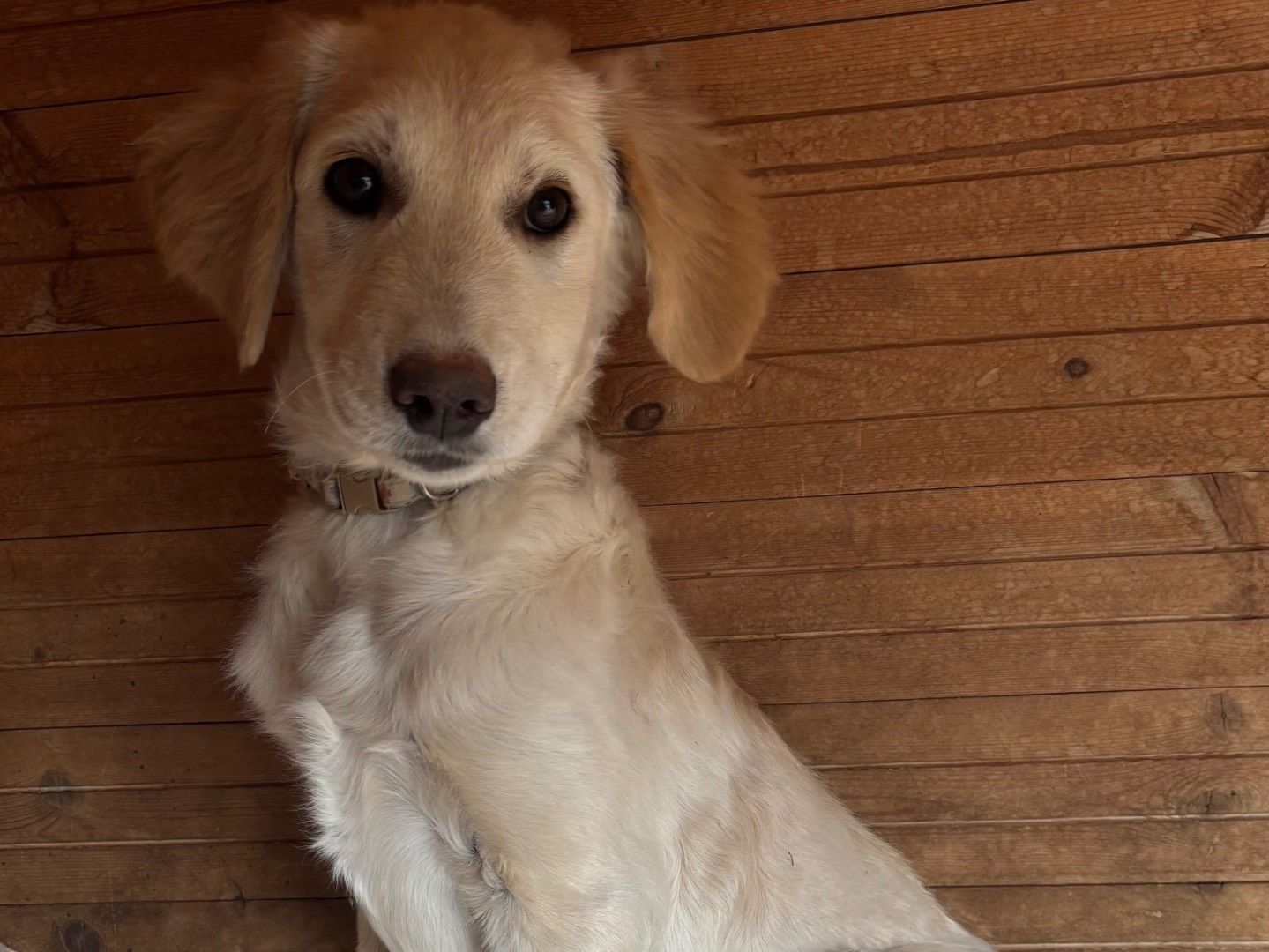 Adotta un cane, maschio, 3 mesi, Massa