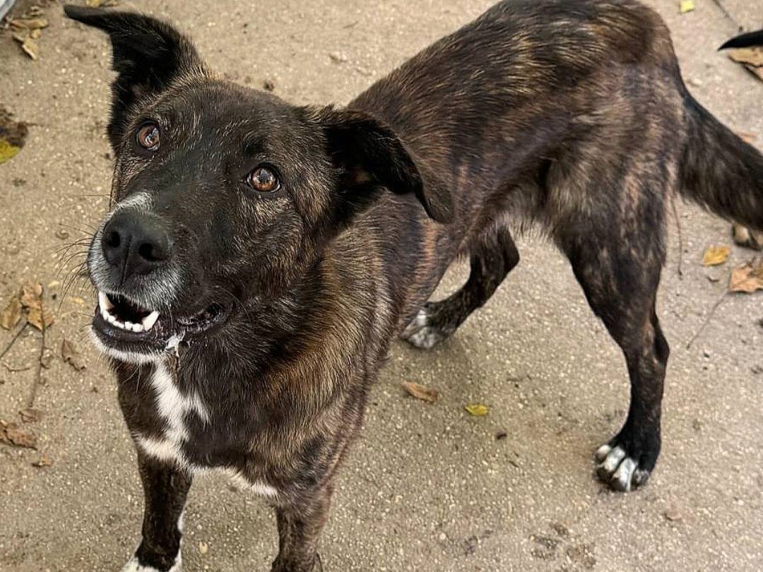 Vuoi adottare un cane a Teramo?