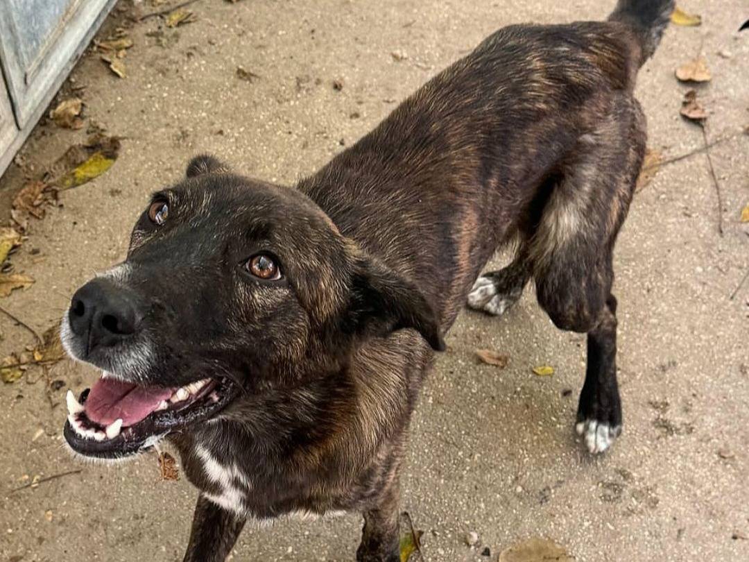 Adotta il cane Matt a Teramo